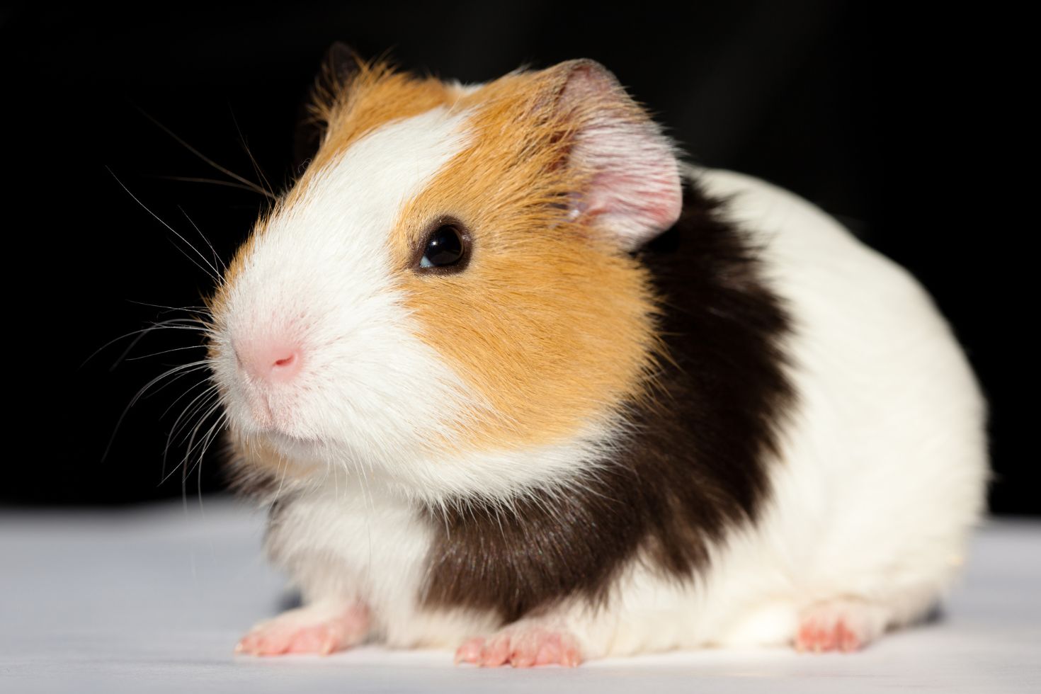 nome para porquinho da india