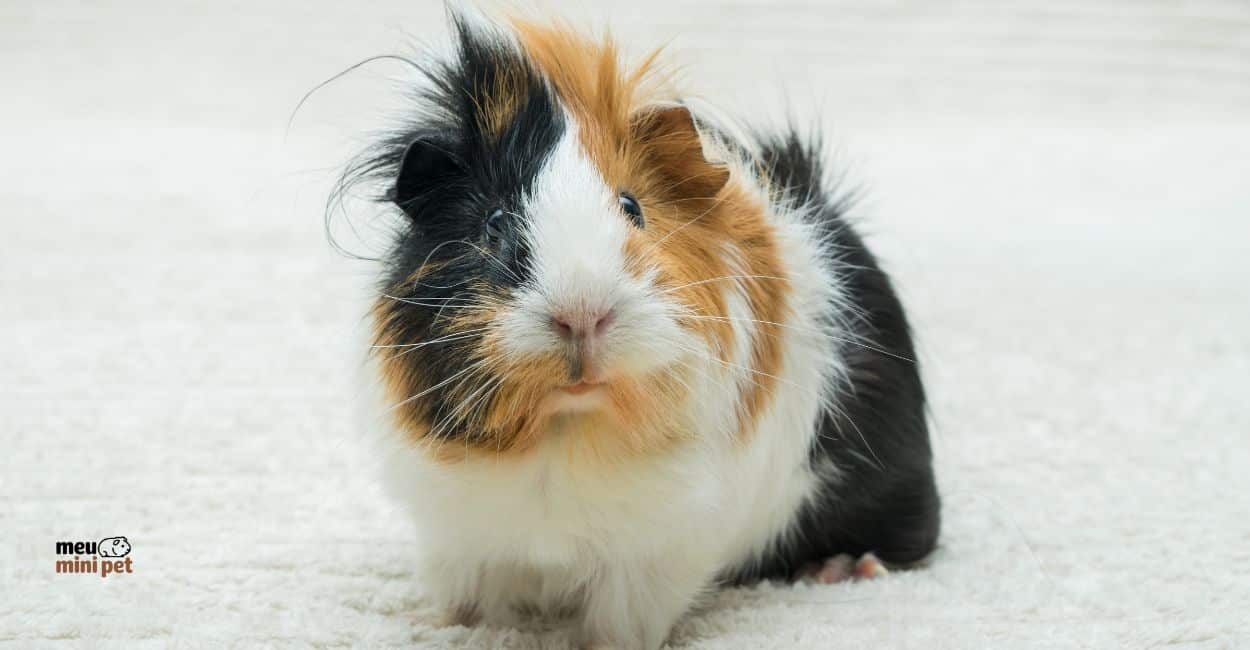 o melhor pet para apartamento