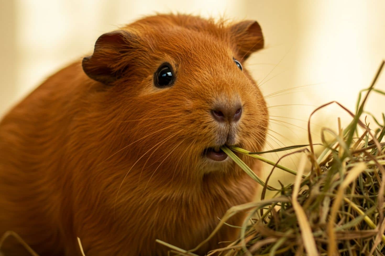 o que porquinho da índia pode comer